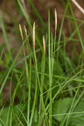Carex woodii #9